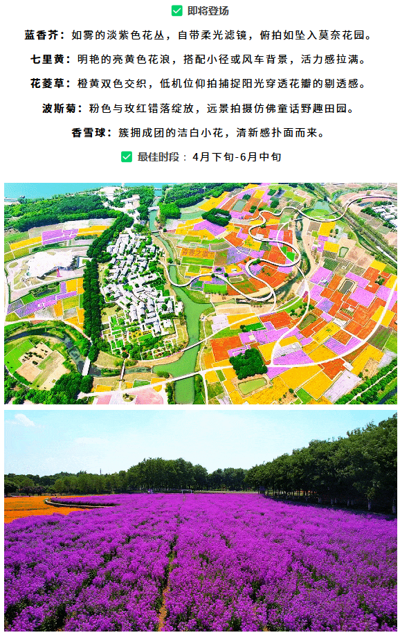 三臺(tái)山榮登央視報(bào)道！萬(wàn)樹(shù)繁花引客來(lái)，數(shù)據(jù)見(jiàn)證經(jīng)濟(jì)向好(圖3)